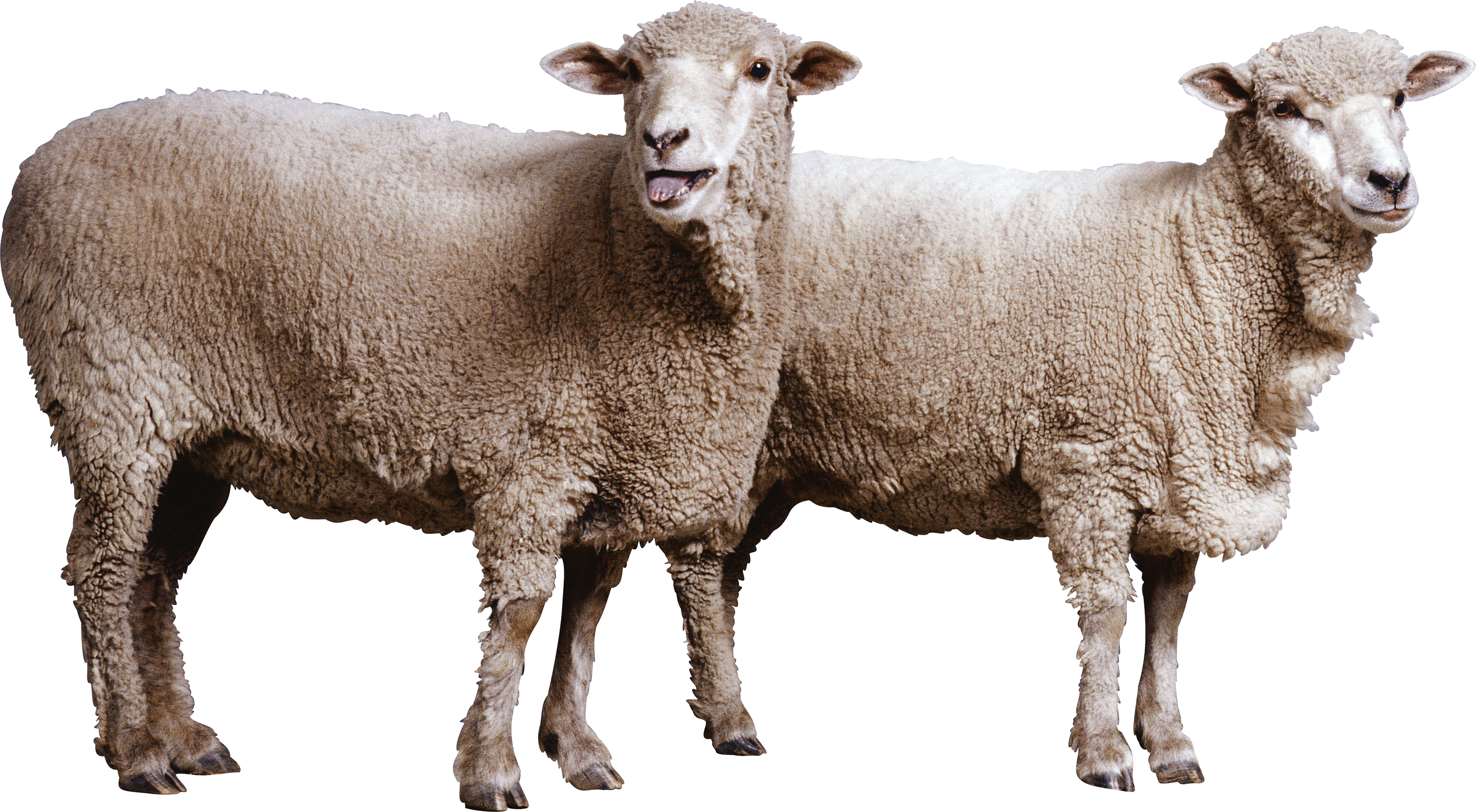 Tre pecore