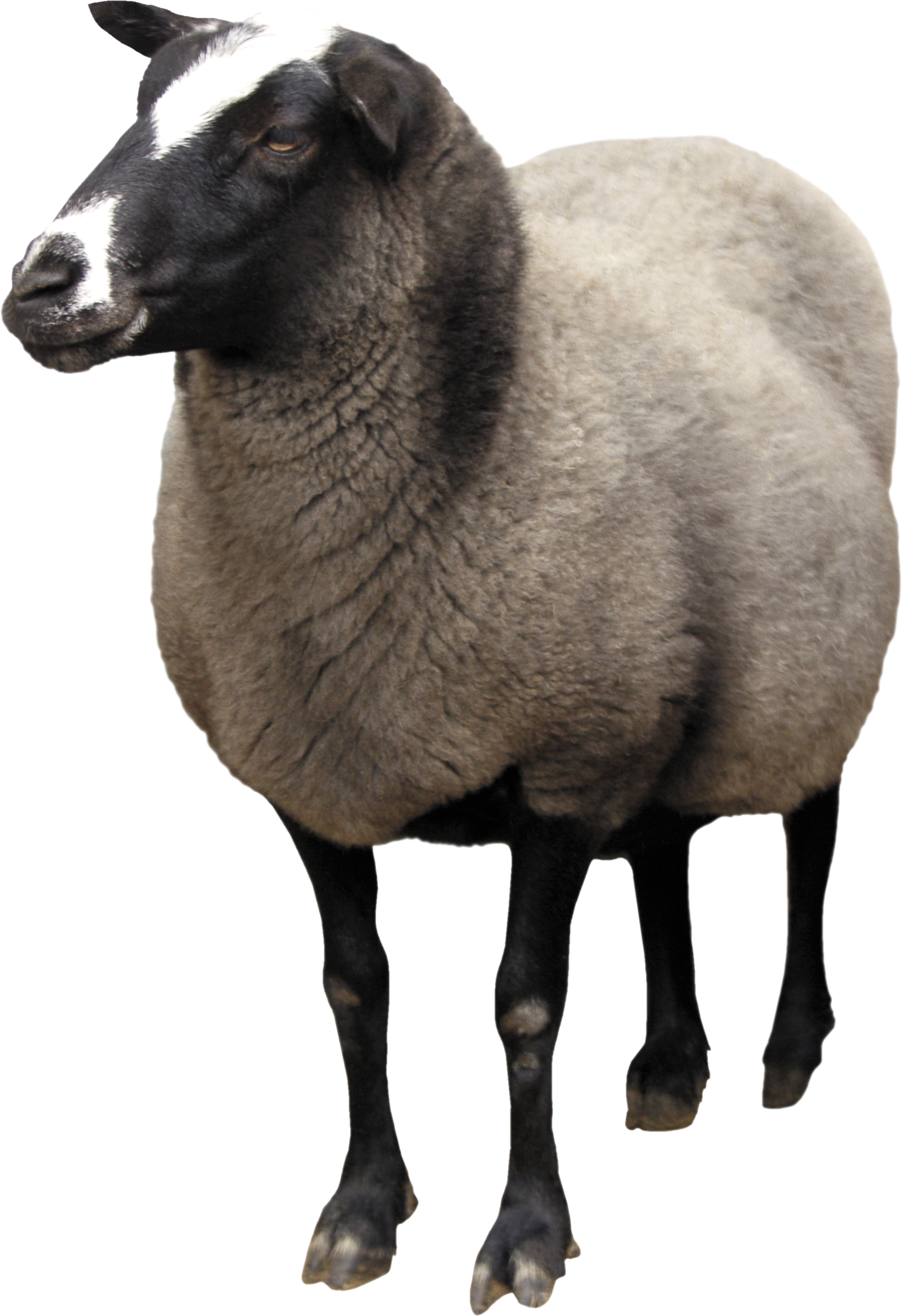 一只羊