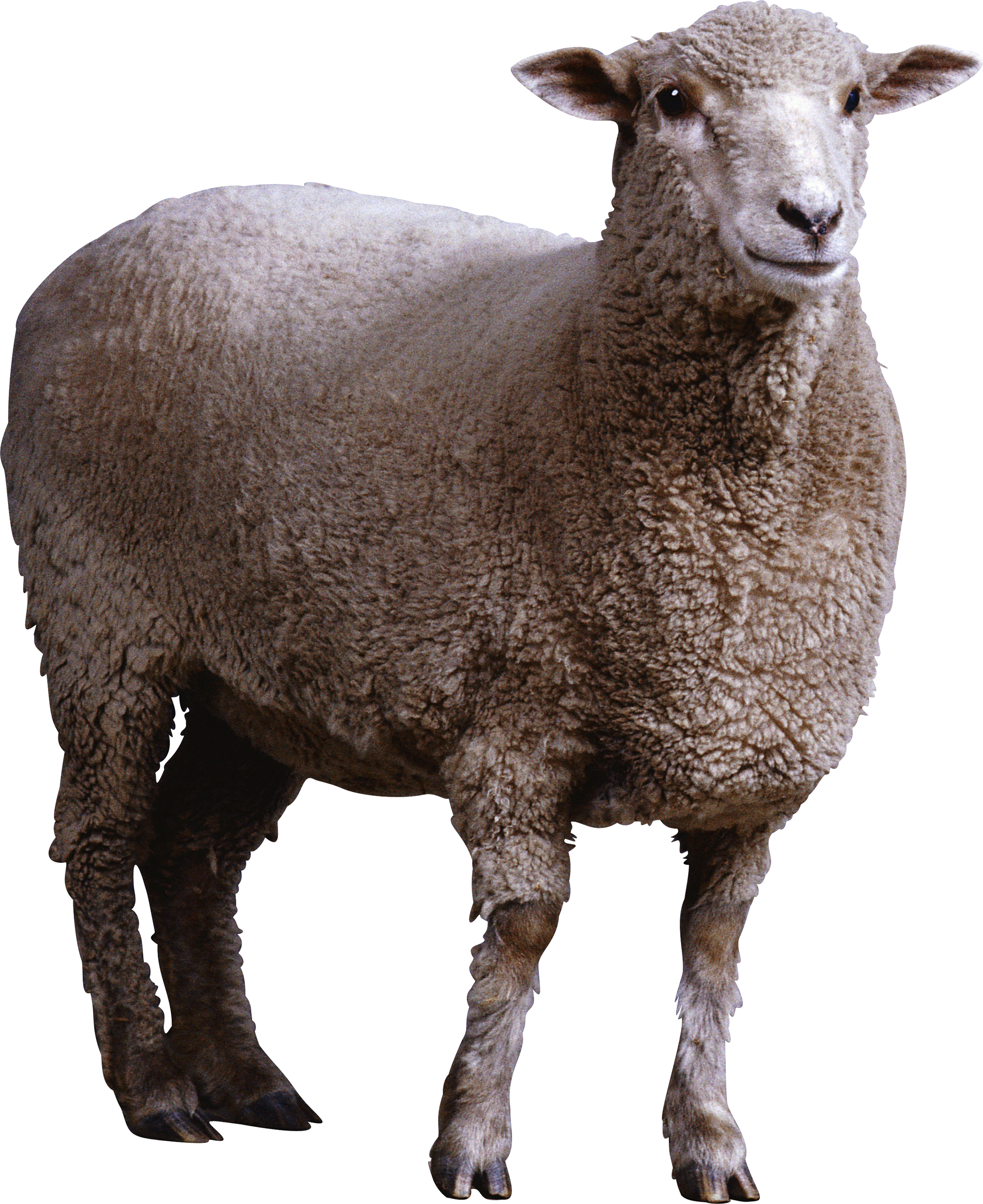 Un mouton
