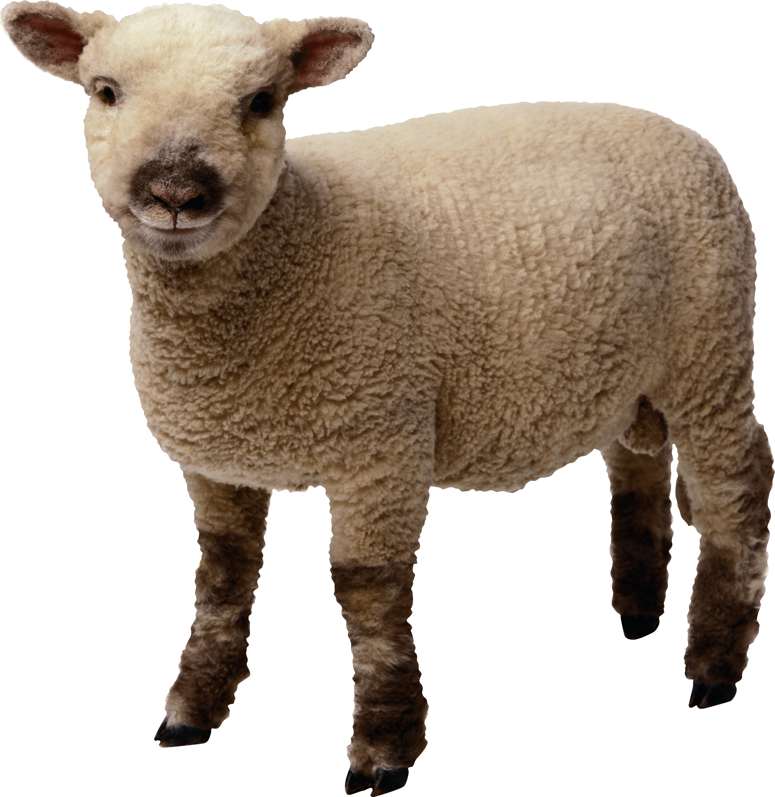 Uma ovelha