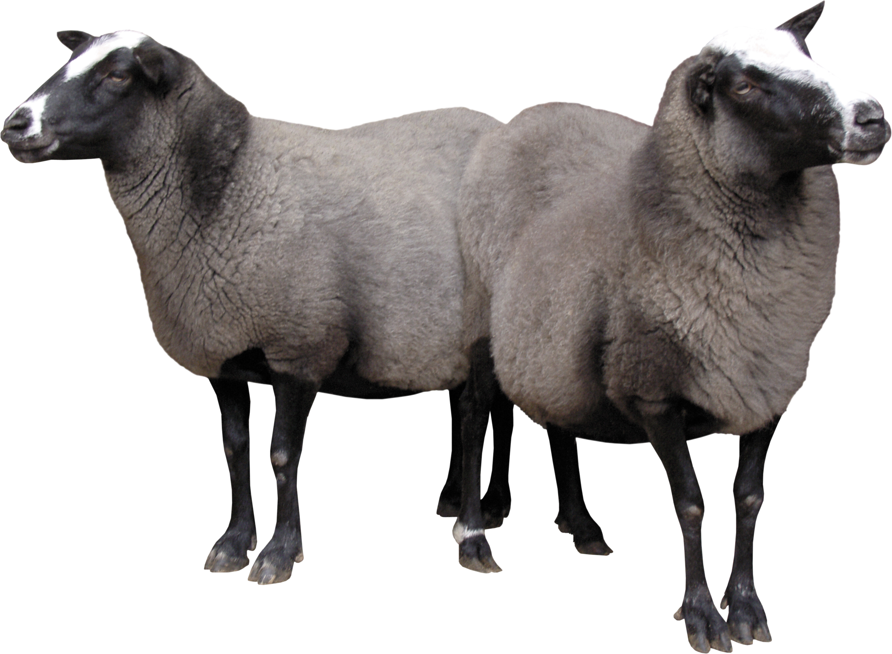 Due pecore