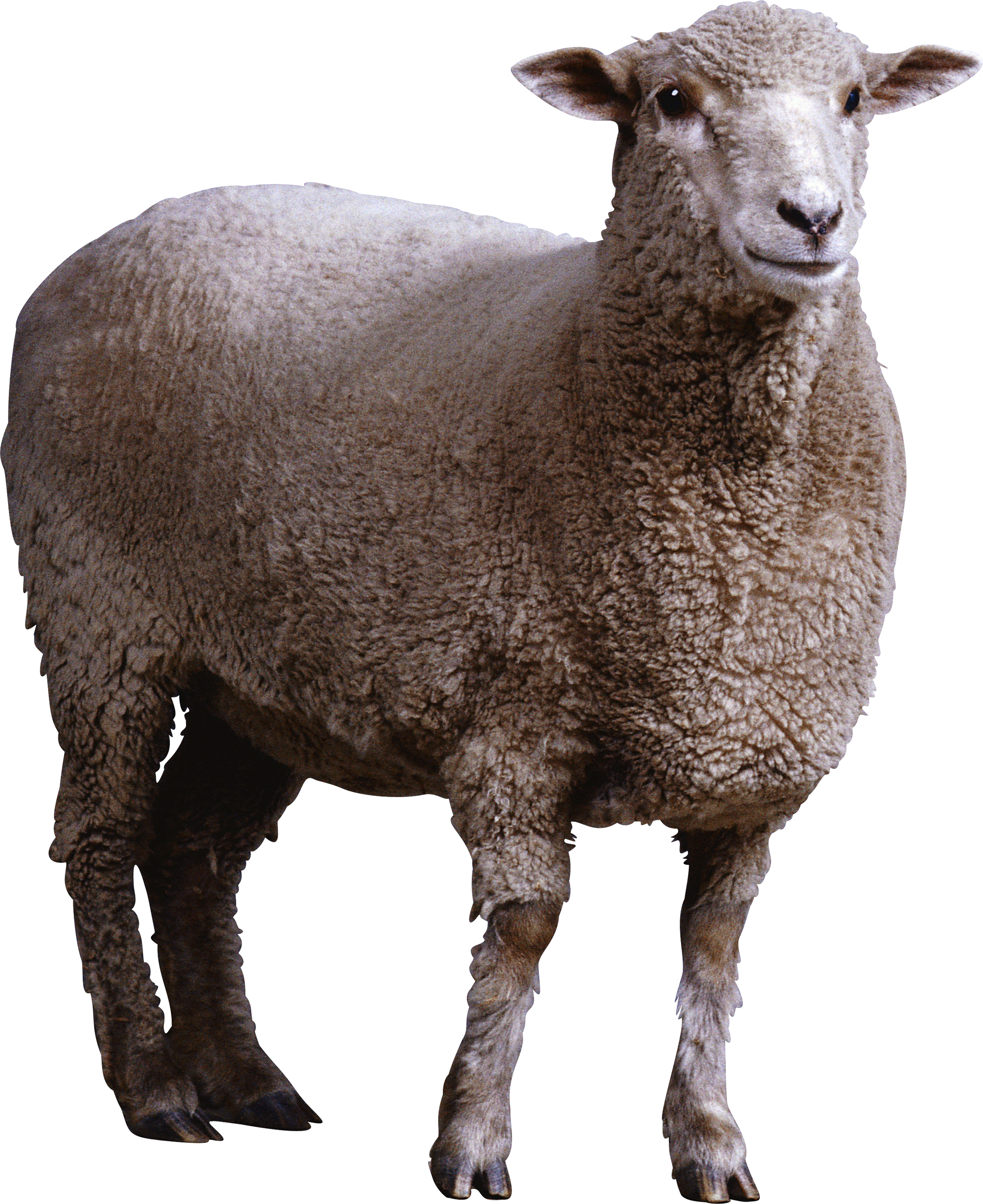 Một con cừu