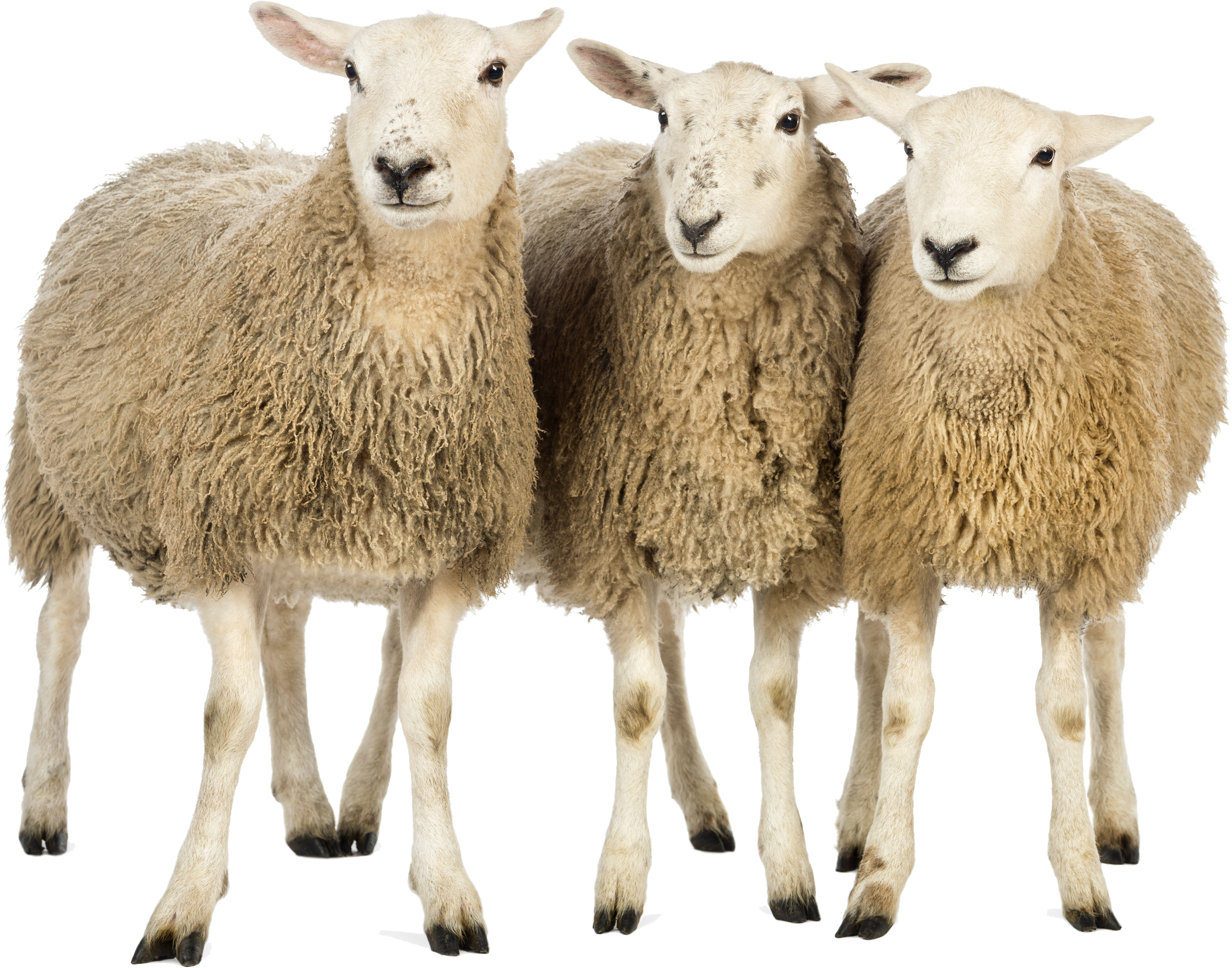 Trois moutons