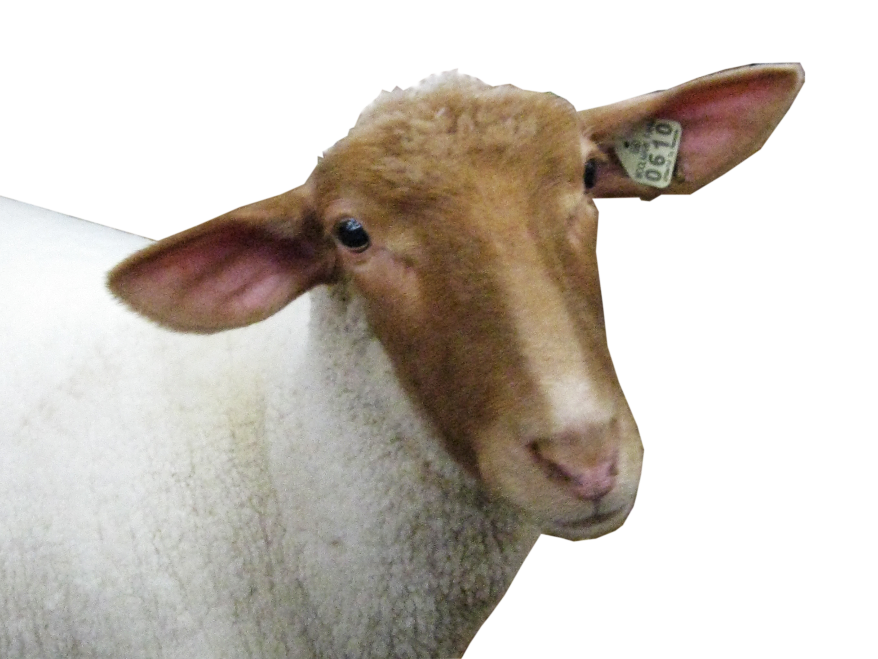 Głowa owcy