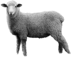 Một con cừu