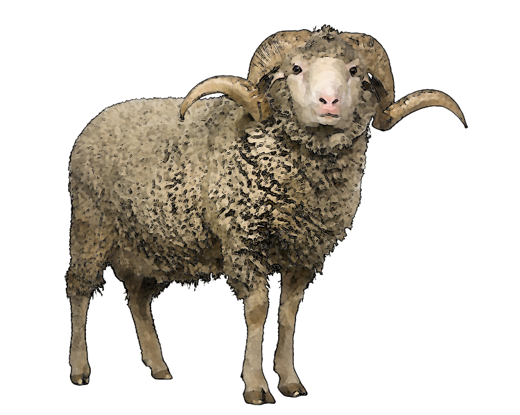 一只羊