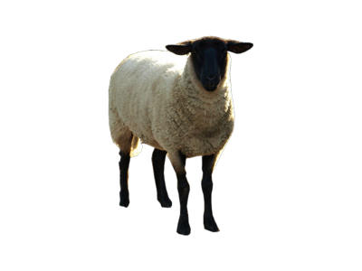 Un mouton