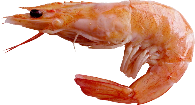 Um camarão