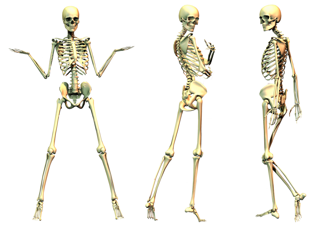 骨骼
