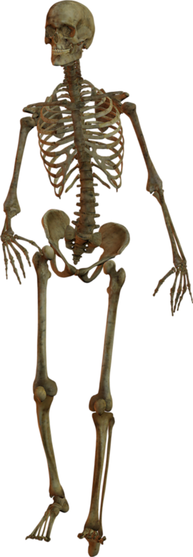Squelette
