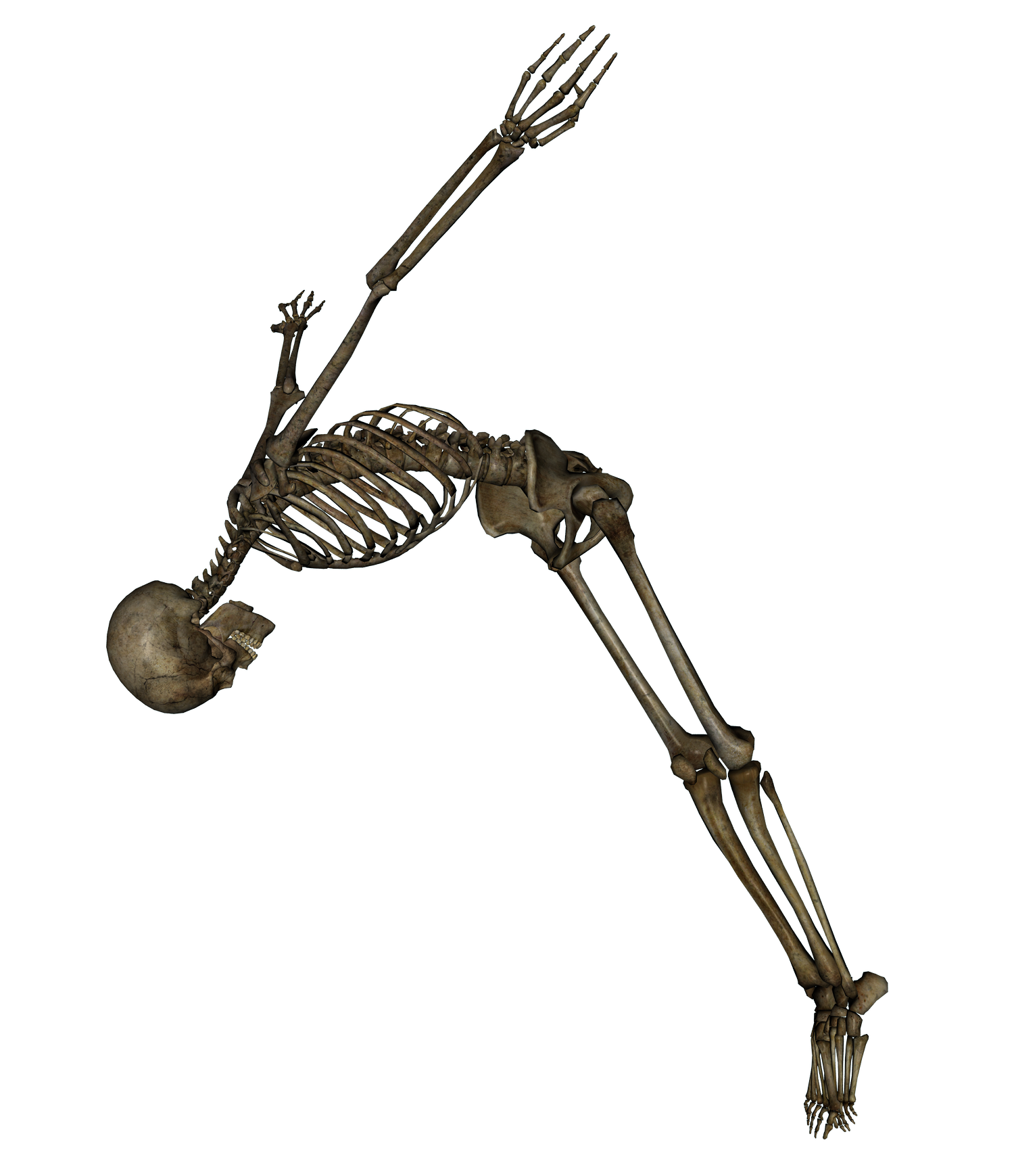 骨骼