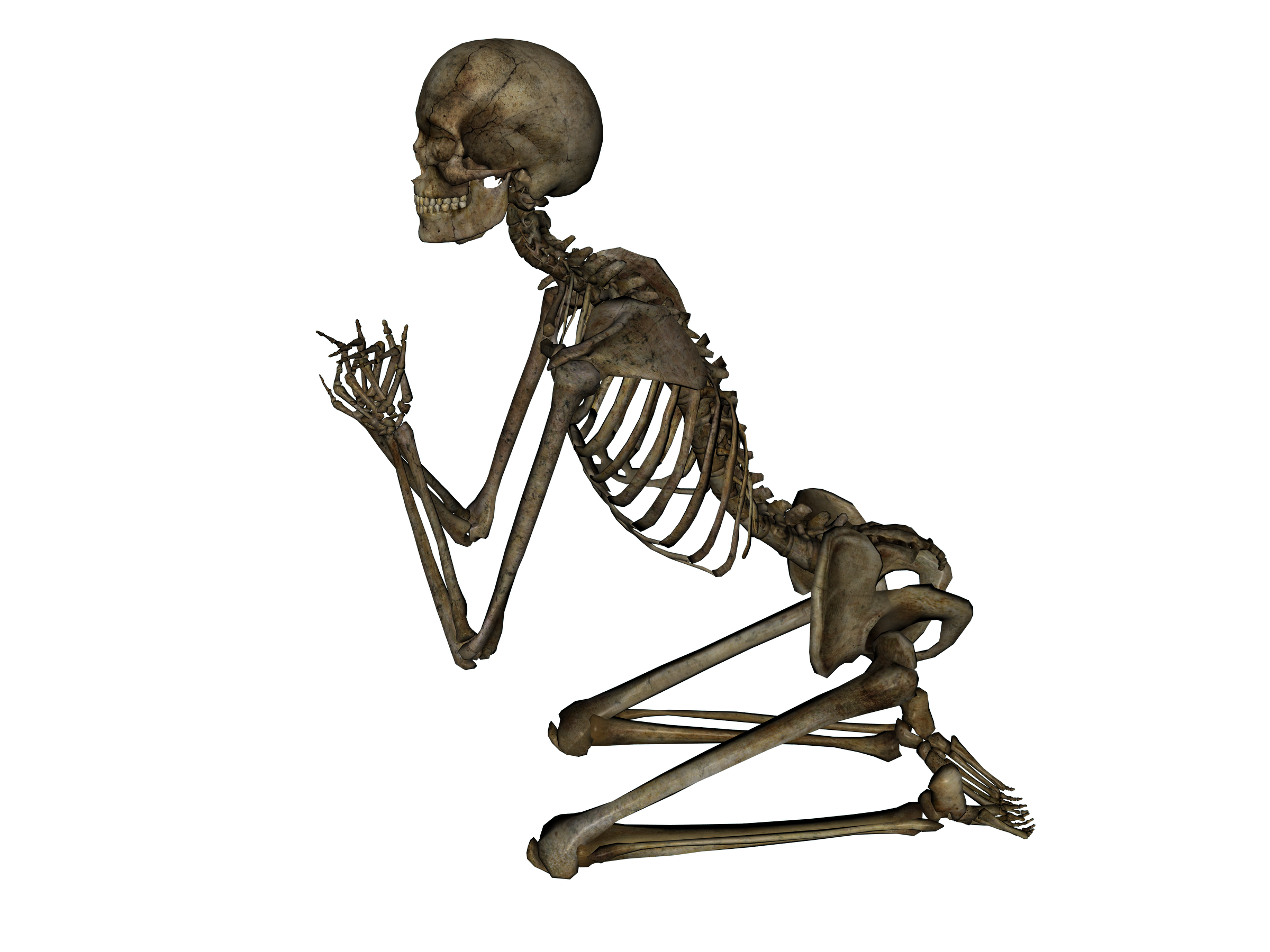 Skelett