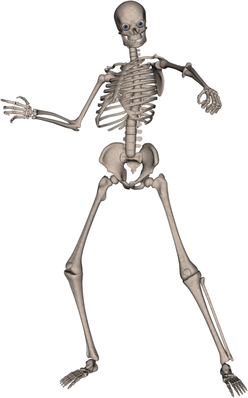 Skelett, Skelett