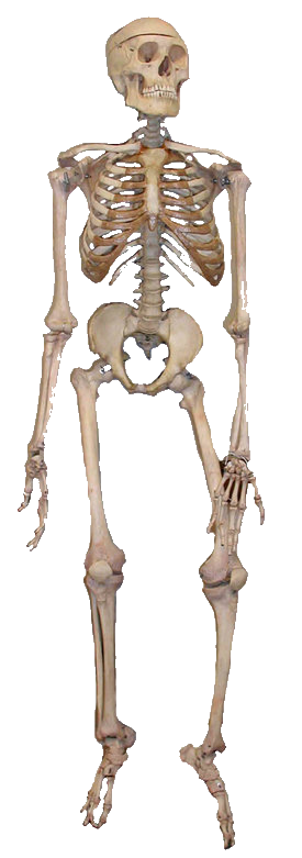 Scheletro, scheletro
