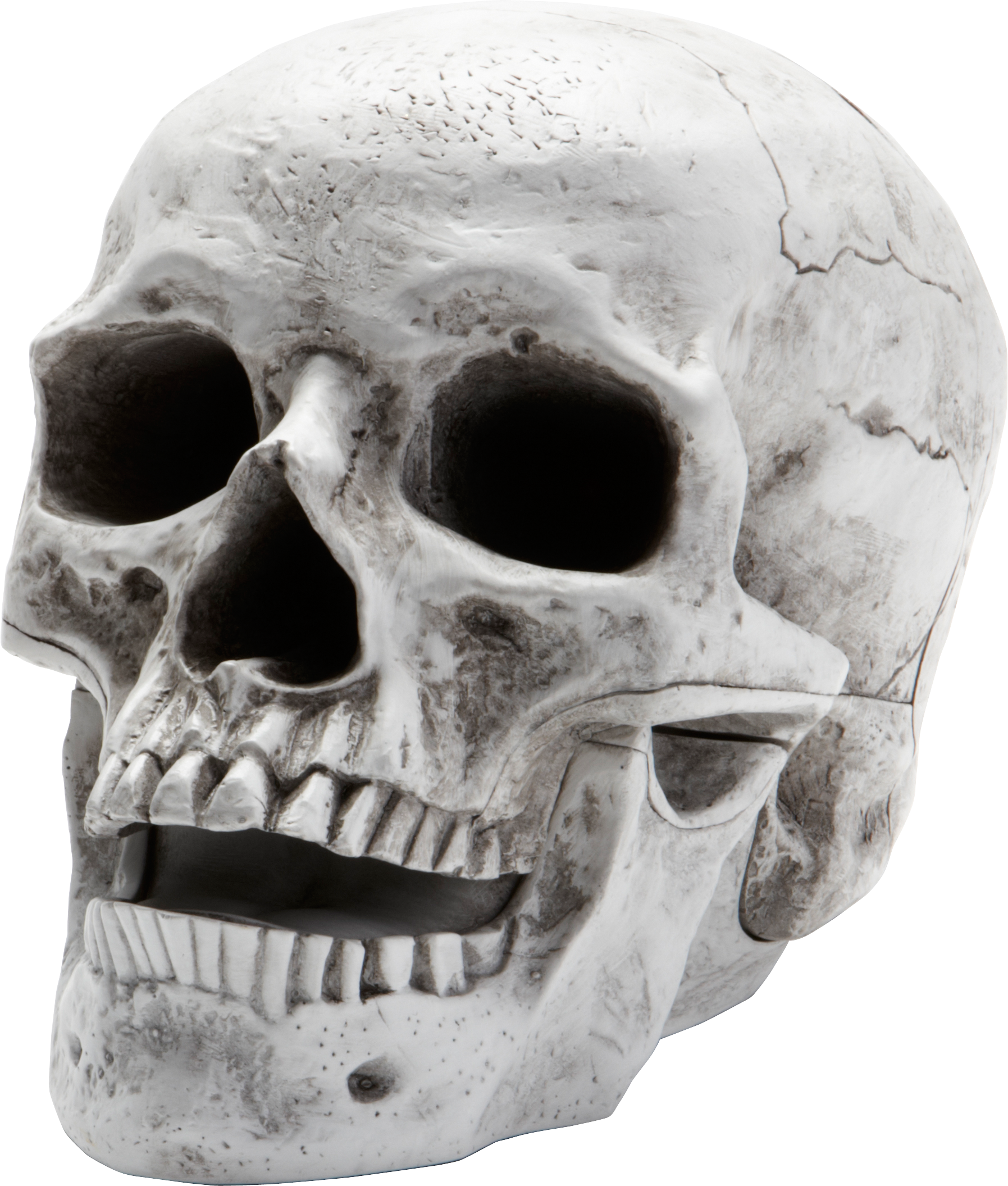 Squelette Crâne