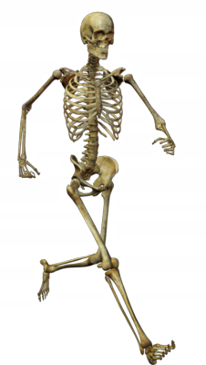 Squelette, squelette