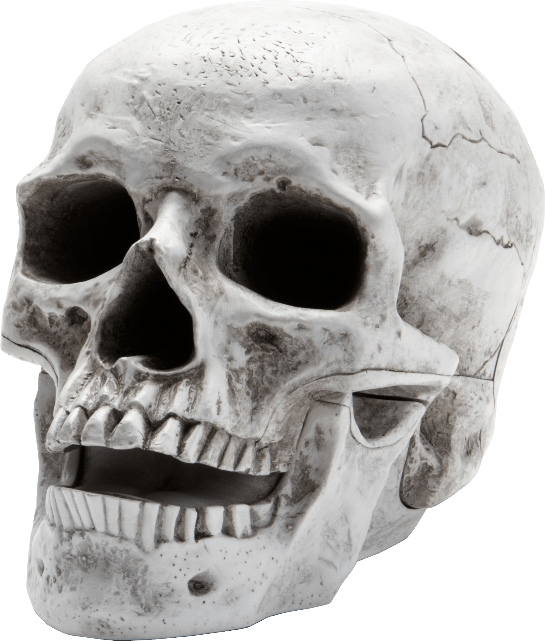 Crâne, squelette
