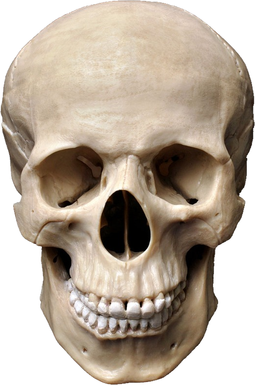 Crânio, esqueleto