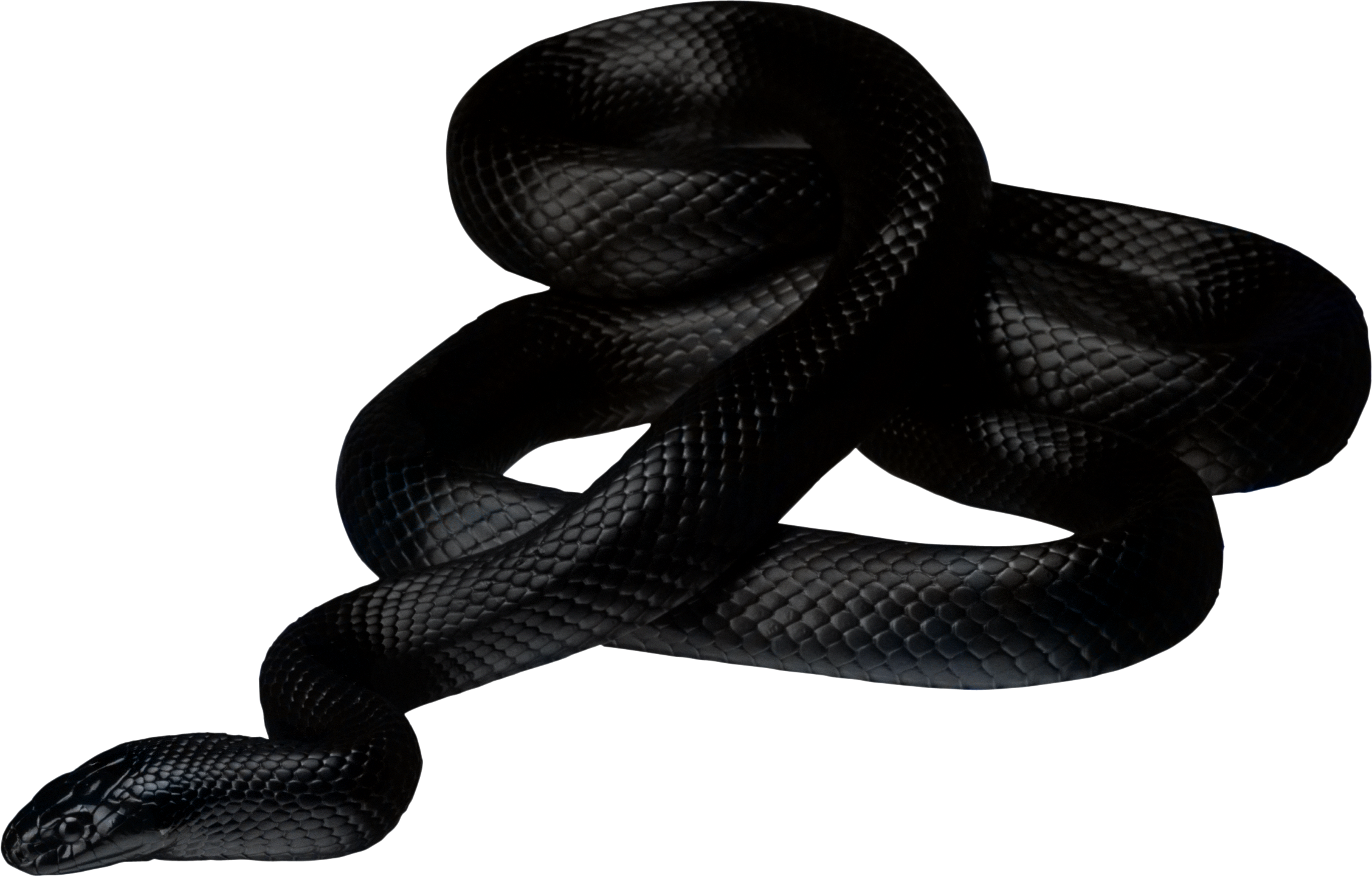 Serpent noir