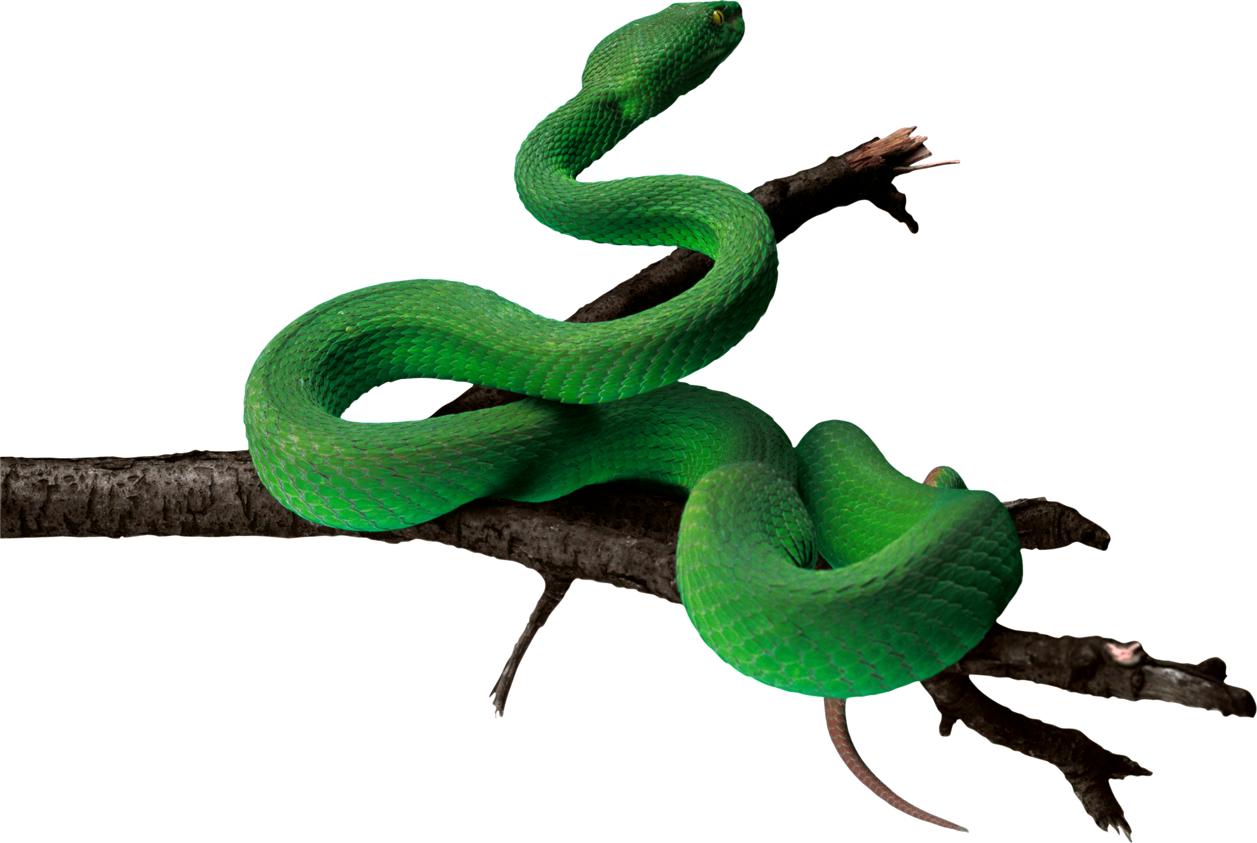 Cobra verde