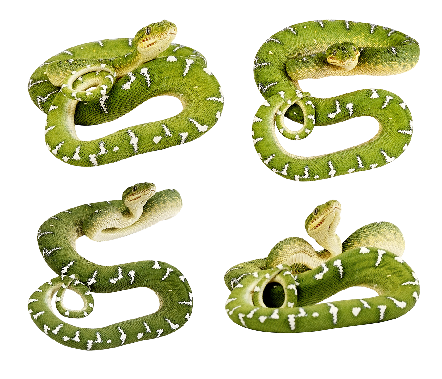 Yeşil yılan