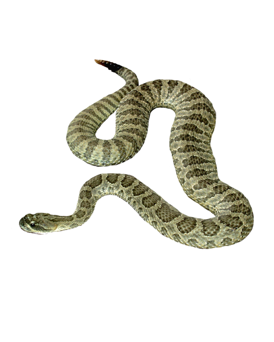 Wąż