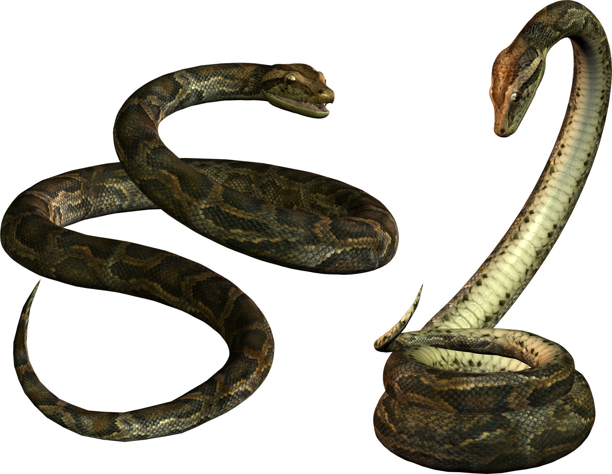 뱀
