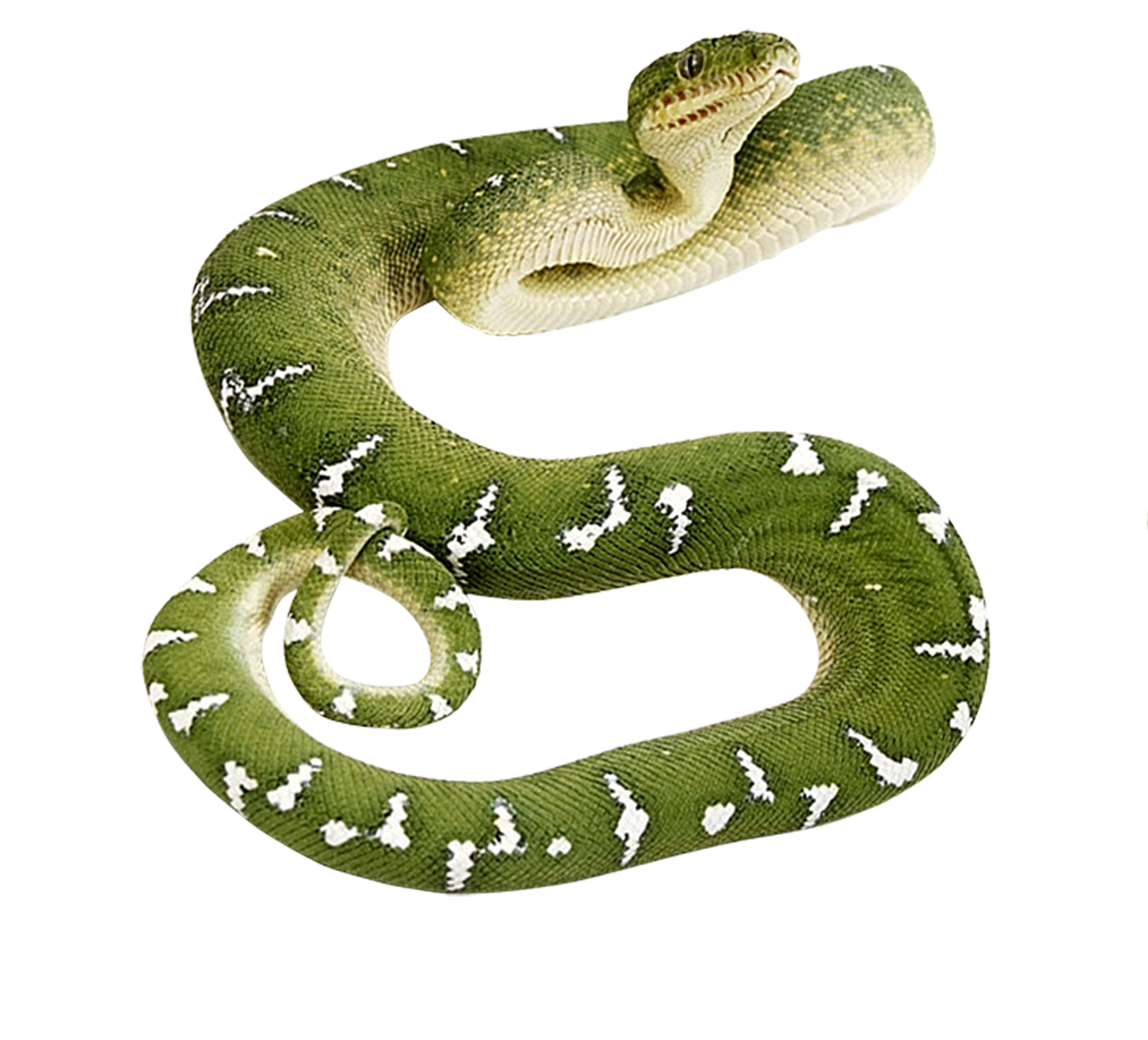 緑のヘビ