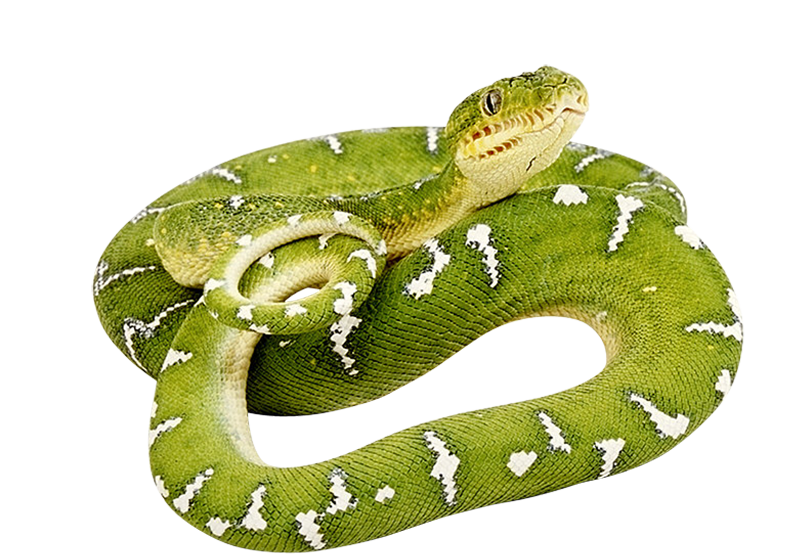 Serpent vert