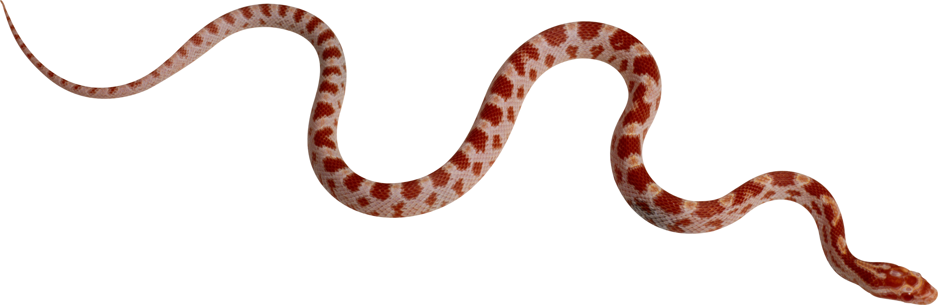 Con rắn