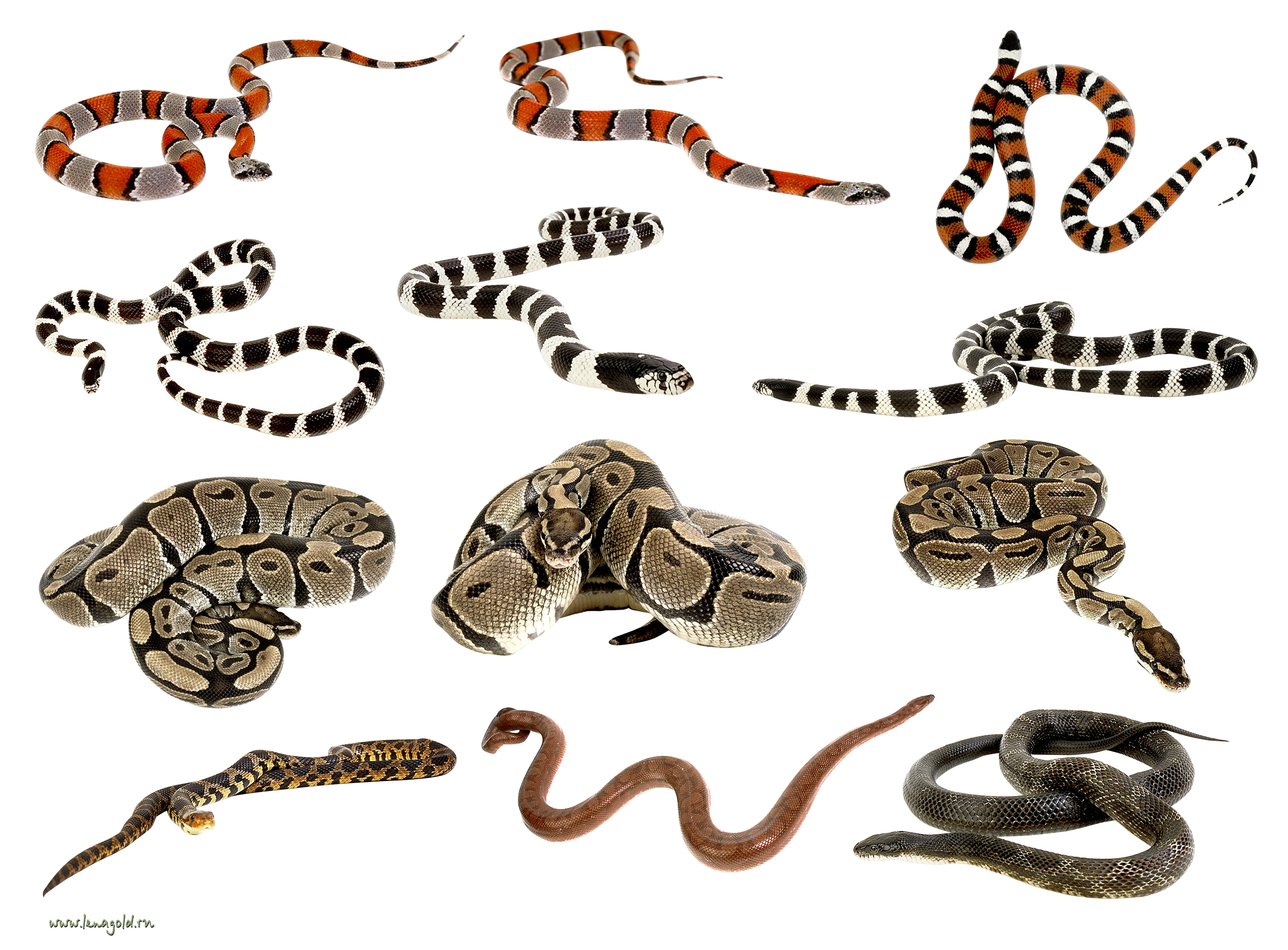 Wiele węży razem