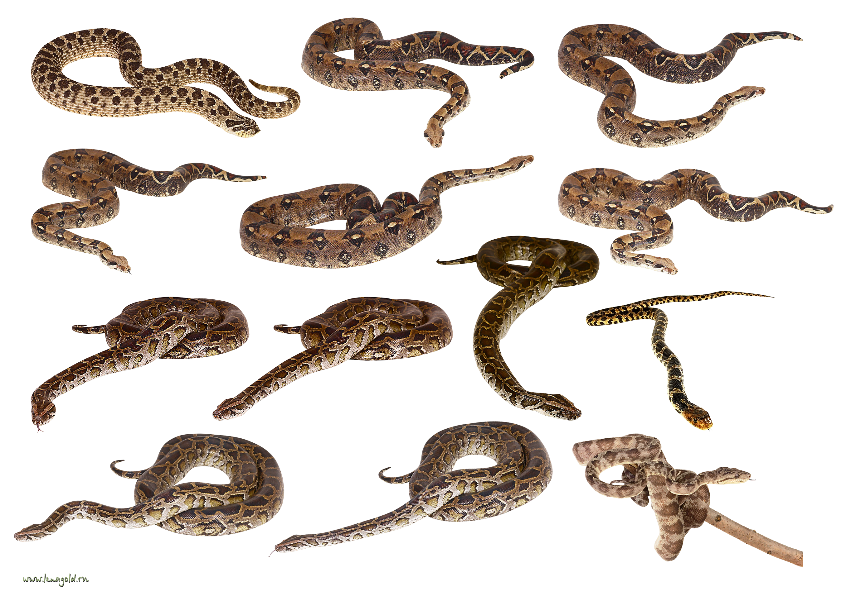 Mehrere Schlangen zusammen
