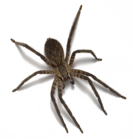 Örümcek
