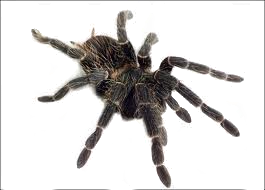 Con nhện