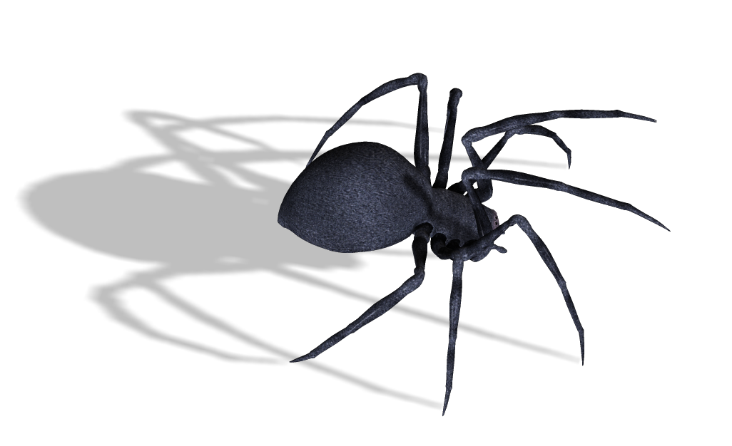 Czarna Wdowa pająk