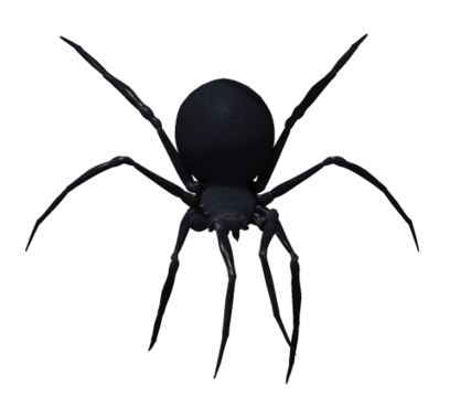 Czarna Wdowa pająk