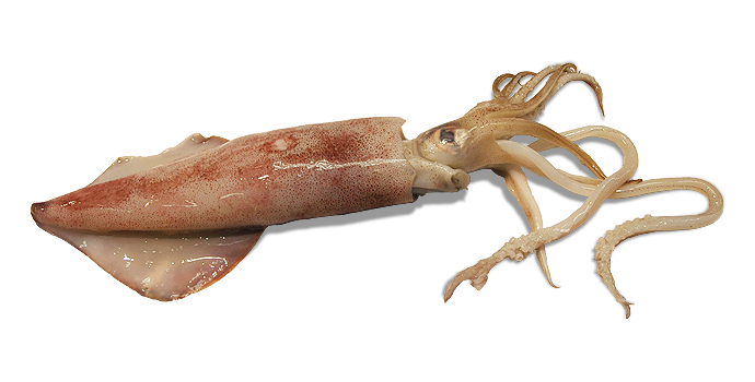Calamaro
