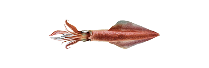 Tintenfisch