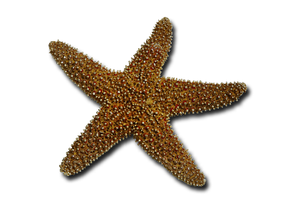 Bintang laut
