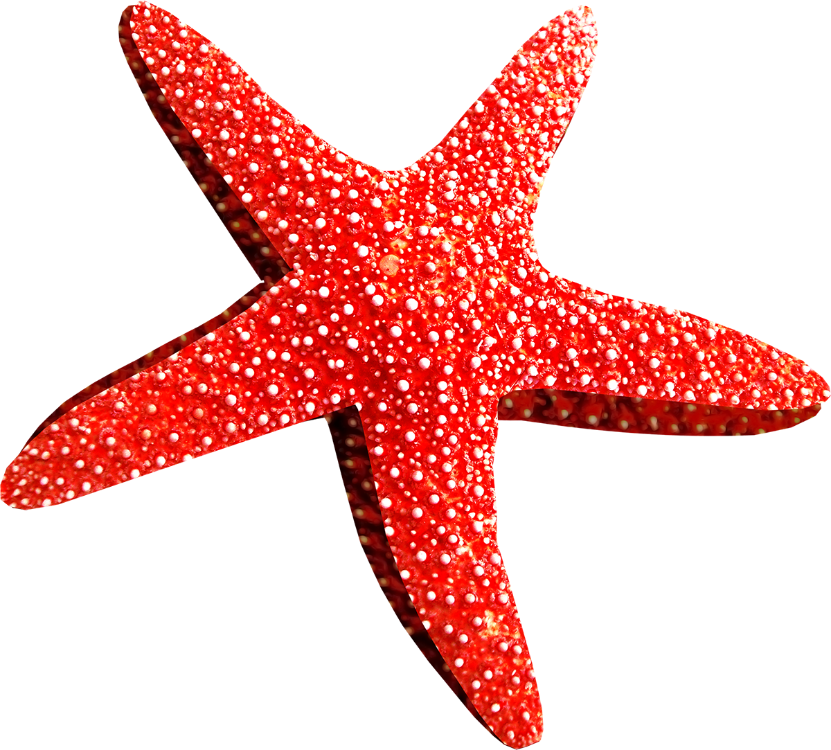 Estrela do Mar