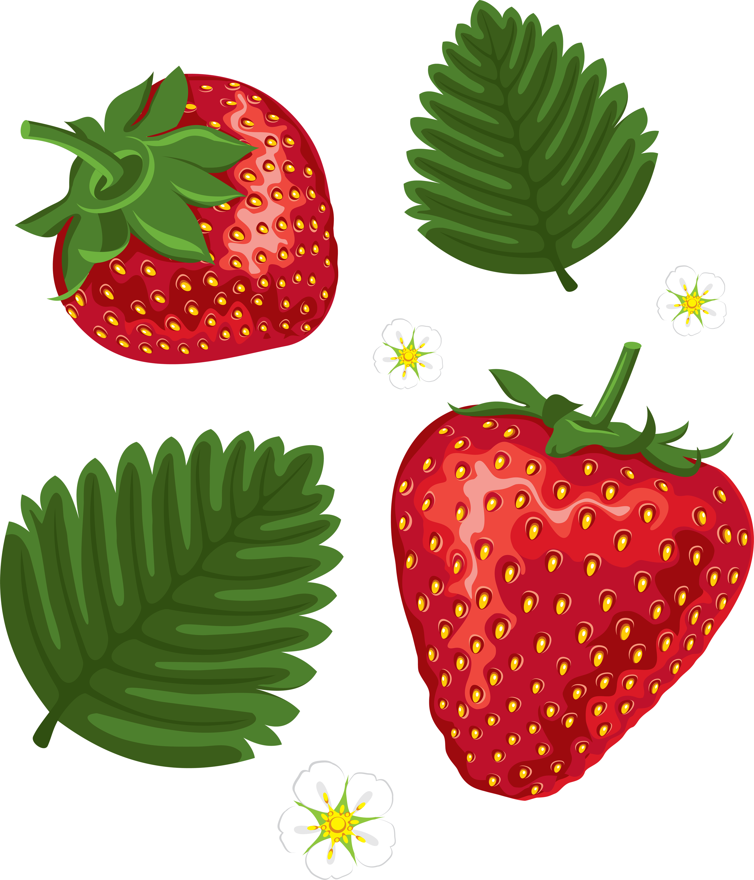Erdbeere und grüne Blätter