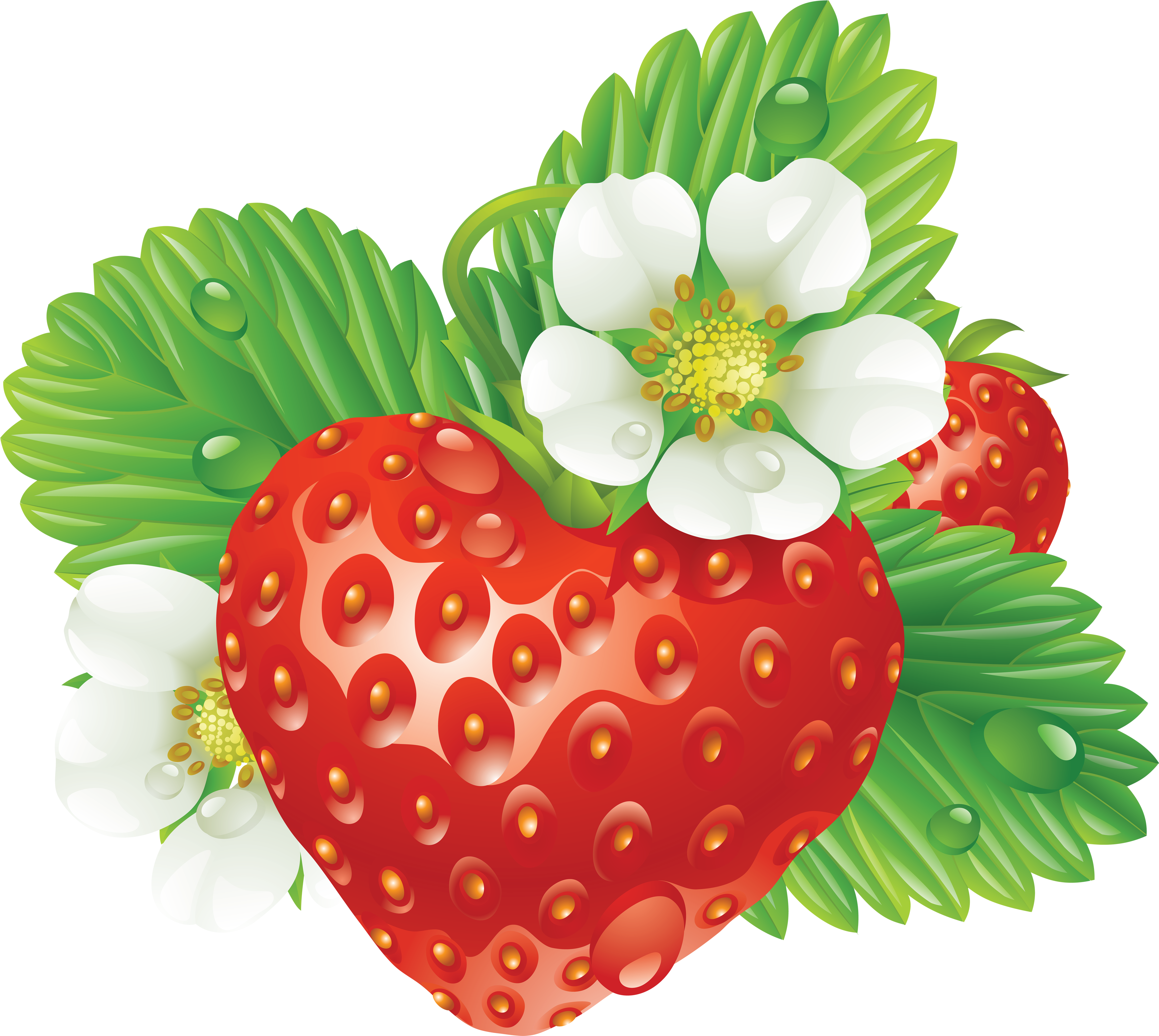 Fleurs et feuilles de fraisier