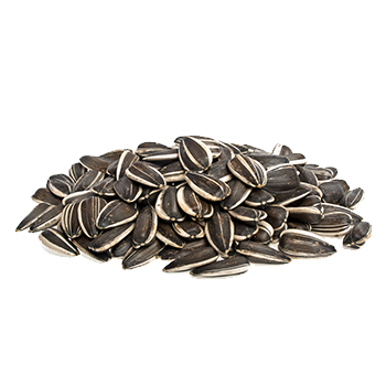 Um monte de sementes de girassol, sementes de girassol
