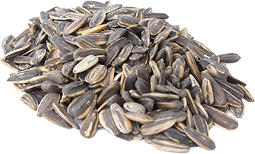 Um monte de sementes de girassol, sementes de girassol