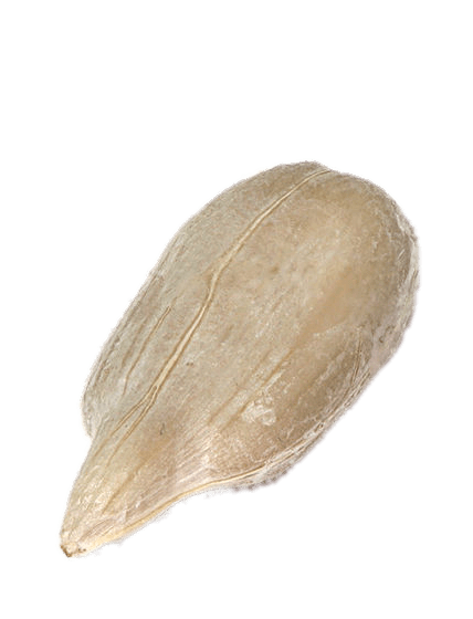殻から取り出されたヒマワリの種、ヒマワリの種