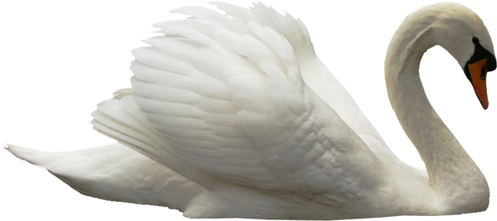白鳥