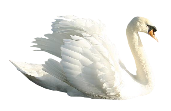Cisne Branco