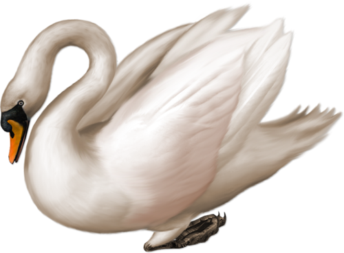 Cisne Branco