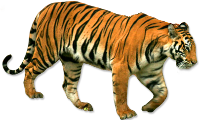 Con hổ