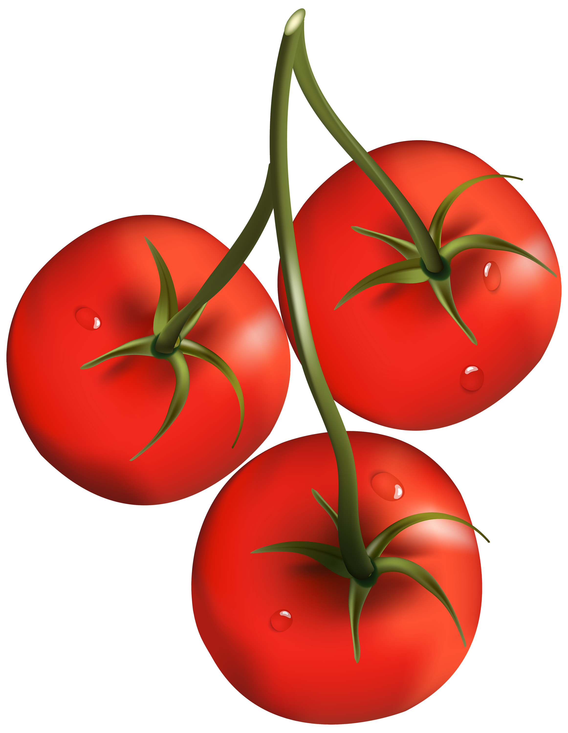 Trzy pomidory na gałęzi